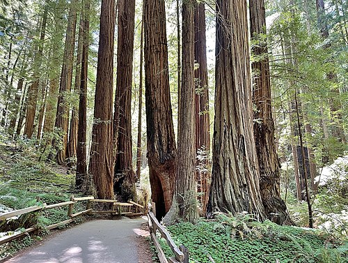 Muir Woods National Monument